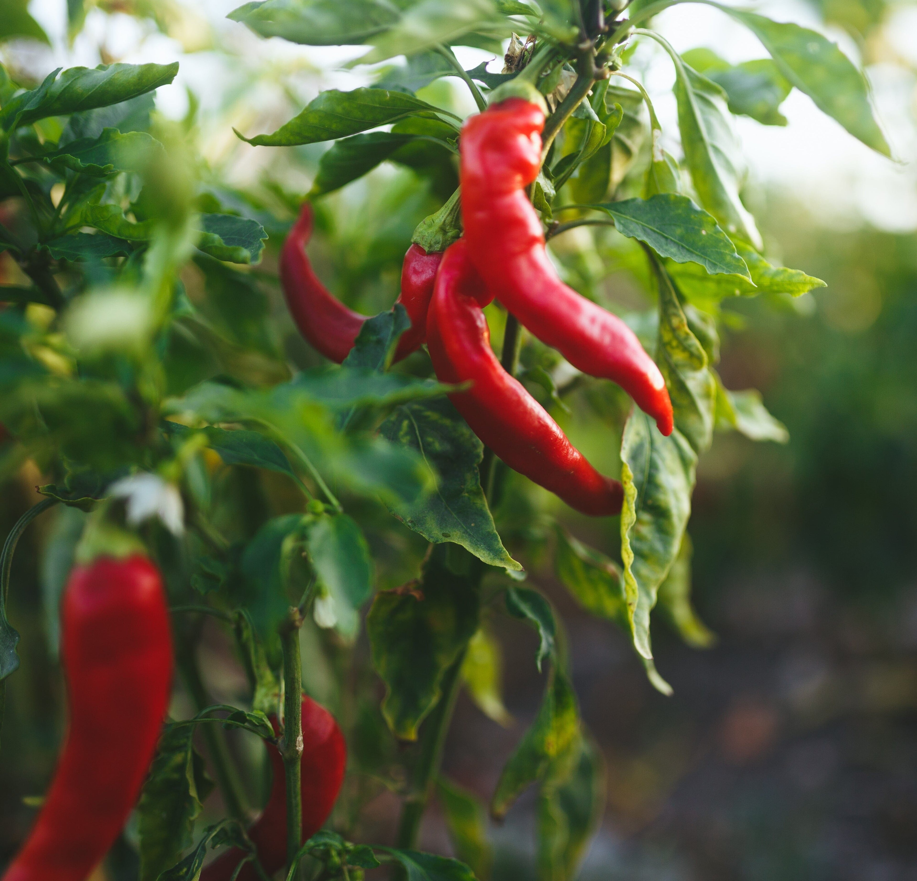 Trappey's Red Devil Cayenne Pepper Hot Sauce, 32 fl oz Glass Bottle